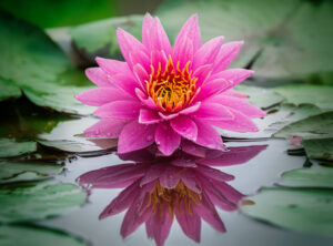 This,Beautiful,Waterlily,Or,Lotus,Flower,Is,Complimented,By,The